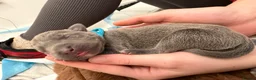 Mixed Breed dogs for sale: 🐾🖤 BELGIAN MALINOIS × BLUE LABRADOR PUPPIES 🖤🐾 - Advert 11