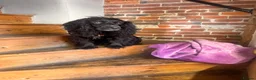 Sprocker dogs for sale: WORKING SPROCKER PUPPIES  - Advert 4
