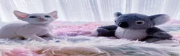 Devon Rex cats for sale: Beautiful Devon Rex kittens ❤️❤️❤️ - Advert 9