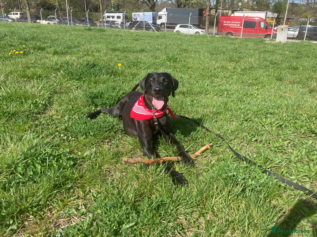 Mixed Breed dogs for sale: Loving energetic dog - Image 8