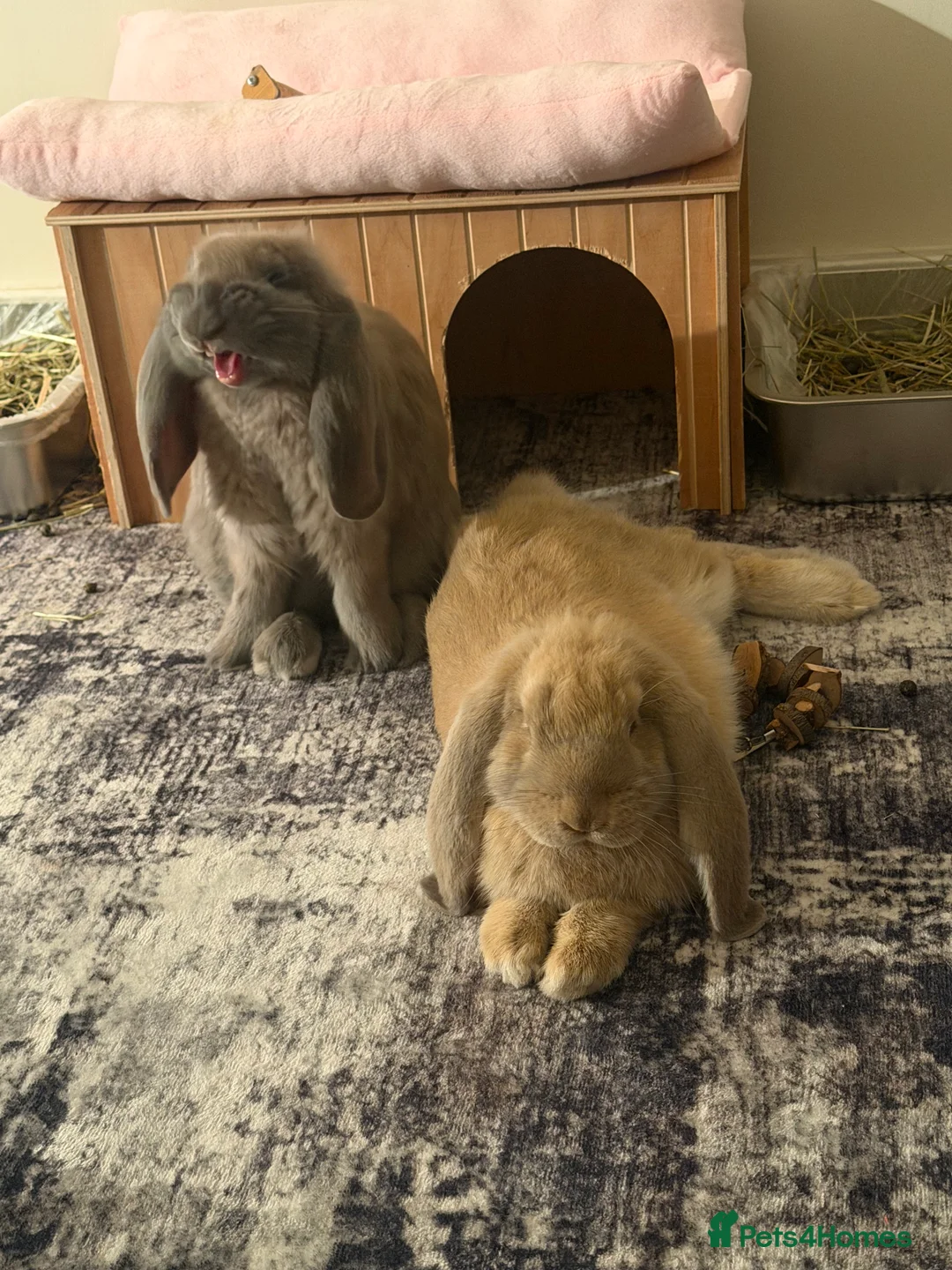 French Lop rabbits for sale: 2 bonded female French lops - Advert 4