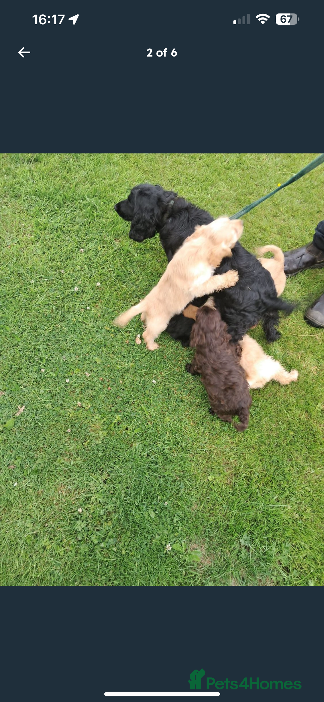 Cockapoo dogs for sale: Cockapoo puppy  - Image 5