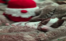 Cockapoo dogs for sale: ✨ Beautiful F2 Multi-Gen Cockapoo Puppies 4 Left - Image 27