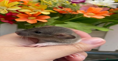 Rat rodents - Advert 10