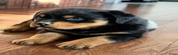 Rottweiler dogs for sale: sdkdjs Perfectly Healthy & Well-Socialized Puppies in Radstock - Advert 2