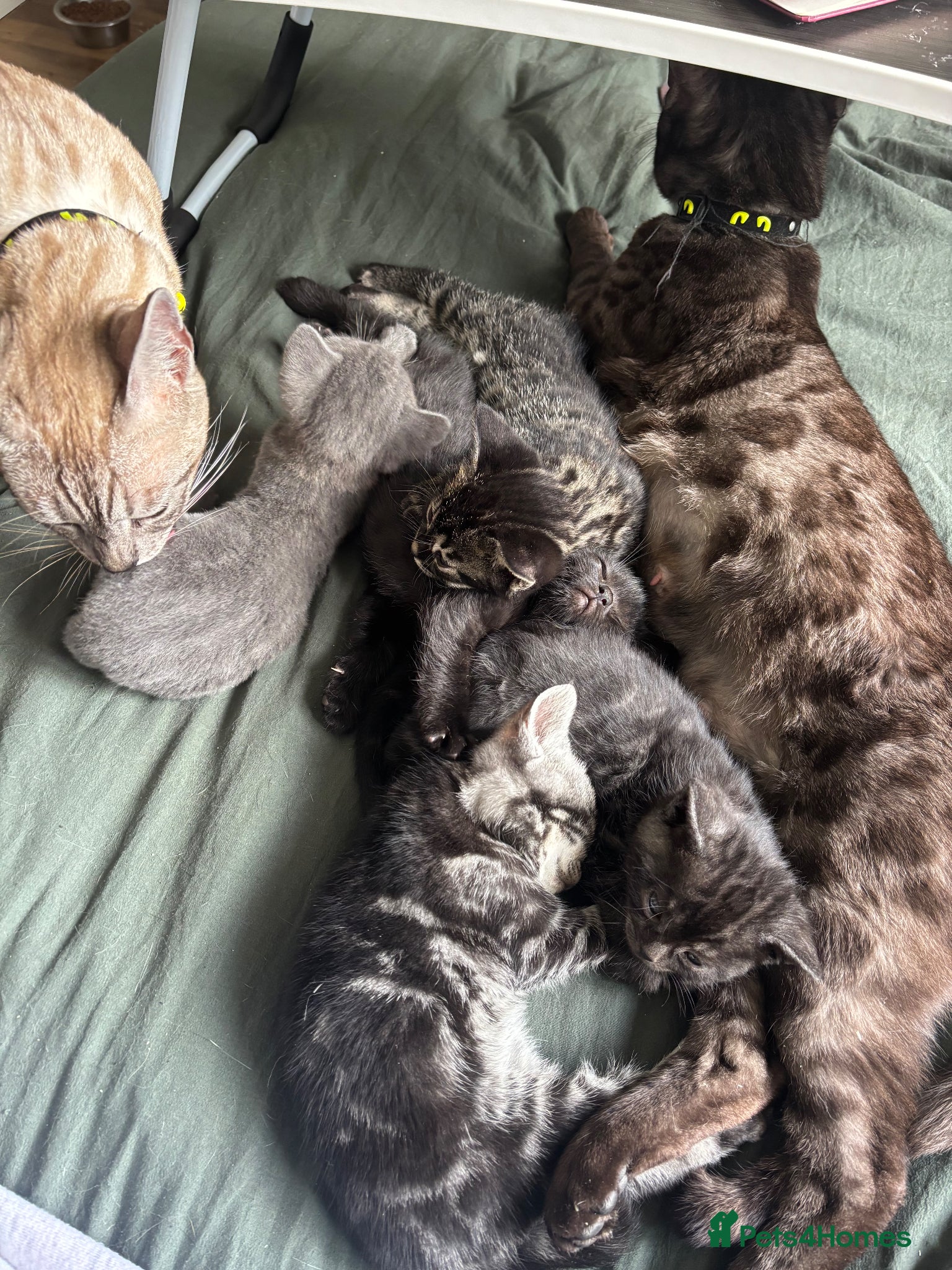 Mixed Breed cats Bengal cross British shorthair kittens for sale  - Advert 1