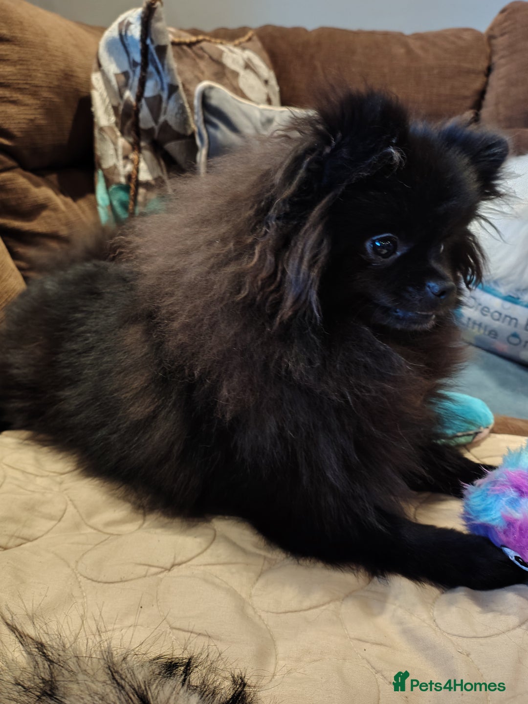 Pomeranian dogs for sale: Pom puppys with Kc reg , pedigree for sale - Advert 1