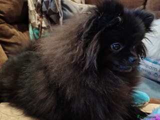 Pomeranian dogs Pom puppies with Kc reg , pedigree for sale - Advert 3