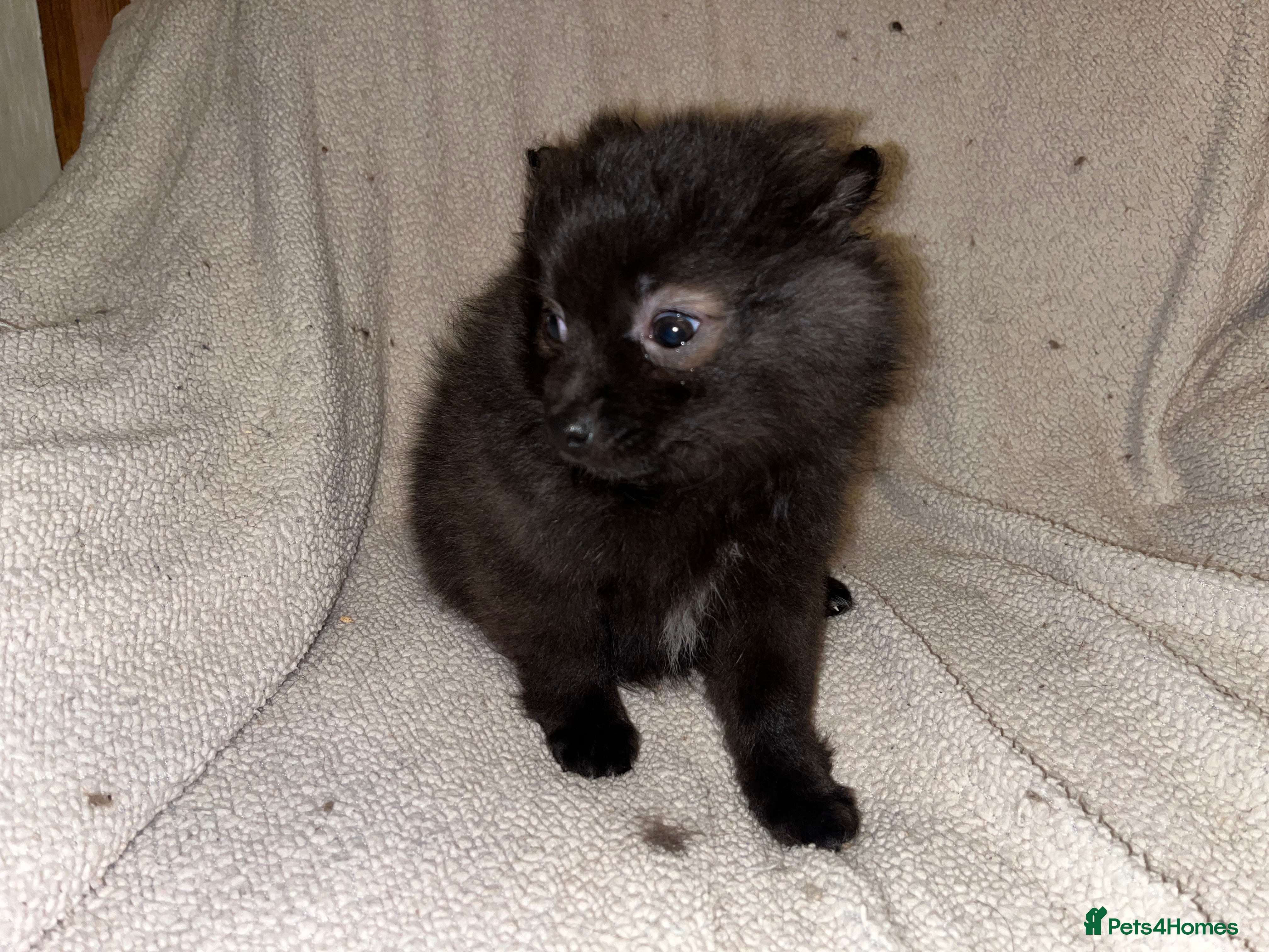 Pomeranian dogs 3 Pomeranian puppies  - Advert 13