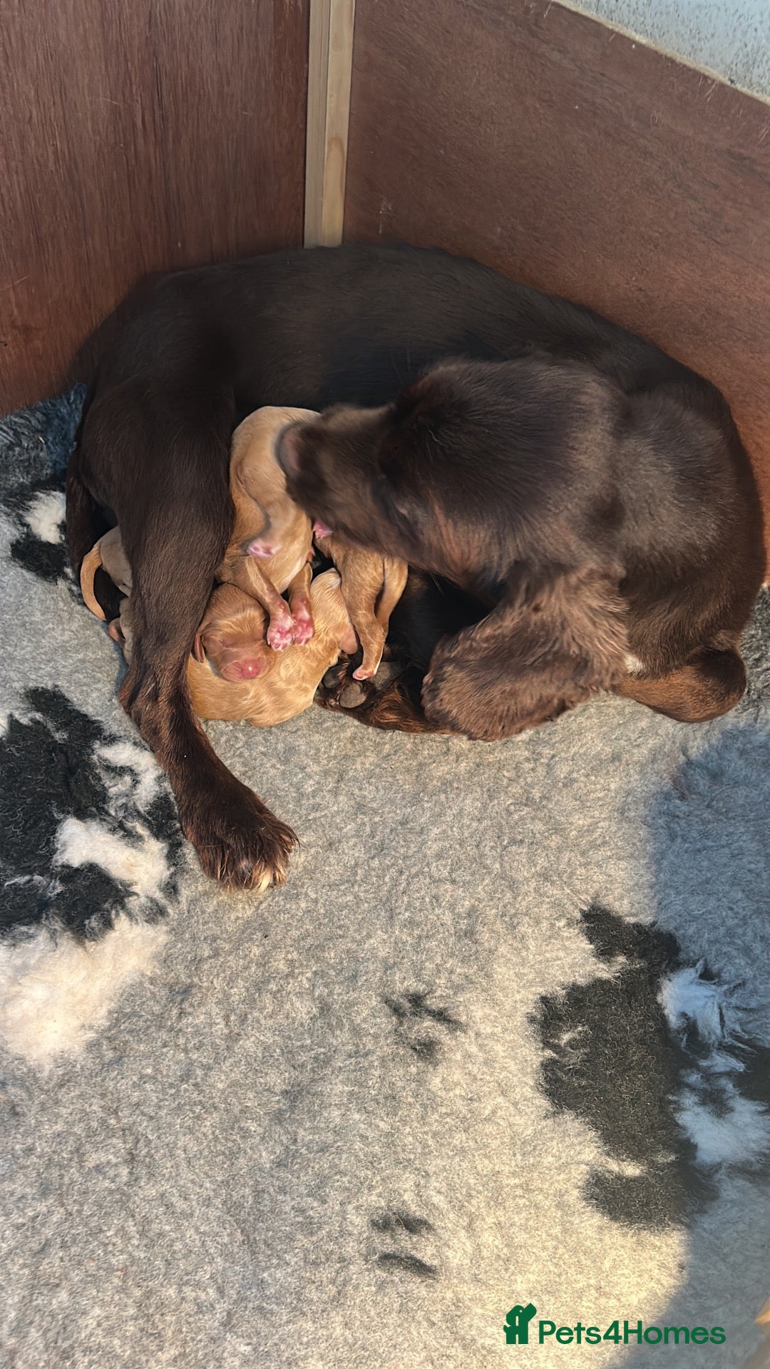 Cockapoo dogs for sale: Beautiful Cockapoo Puppies  - Advert 2