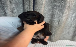 Cockerdor dogs for sale: Cockador puppies  - Image 27