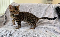 Bengal cats for sale: 😻OUTSTANDING TICA reg BENGAL KITTENS  - Image 10
