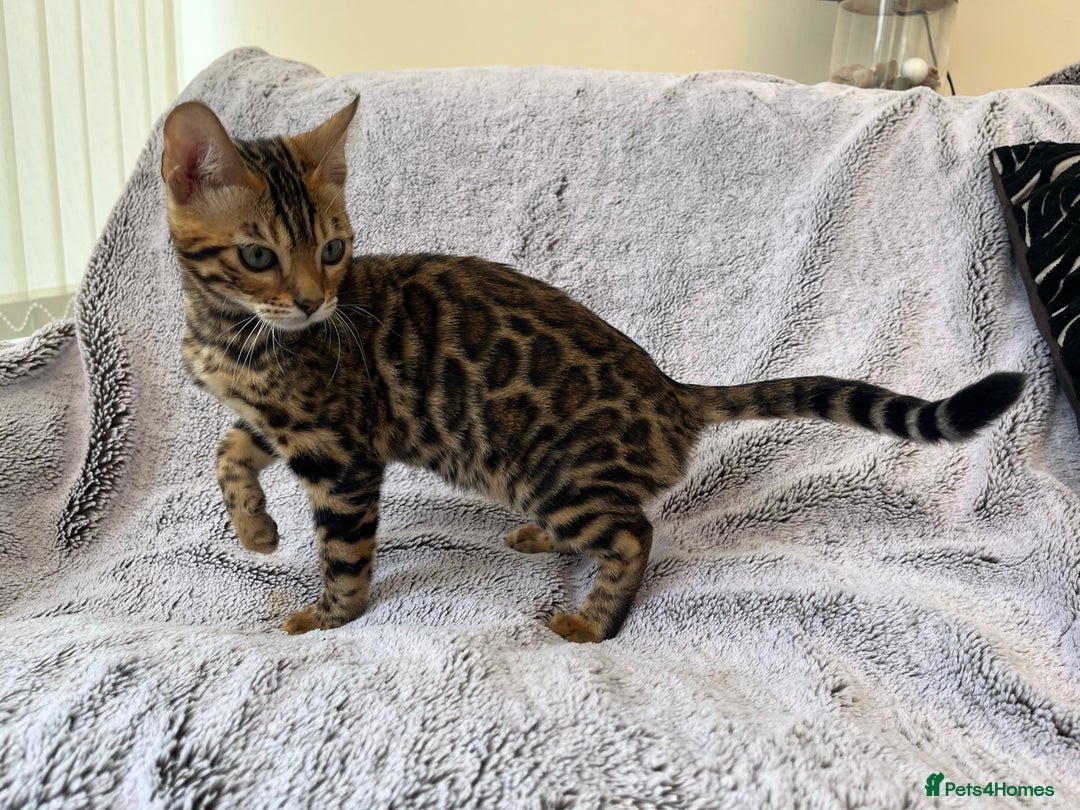 Bengal cats for sale: 😻OUTSTANDING TICA reg BENGAL KITTENS  - Image 10