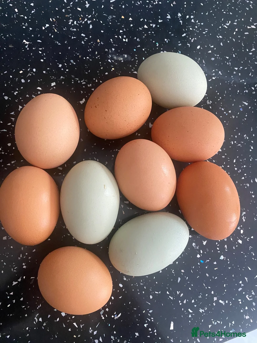 Chickens poultry for sale: Chickens eggs for sale  - Advert 5