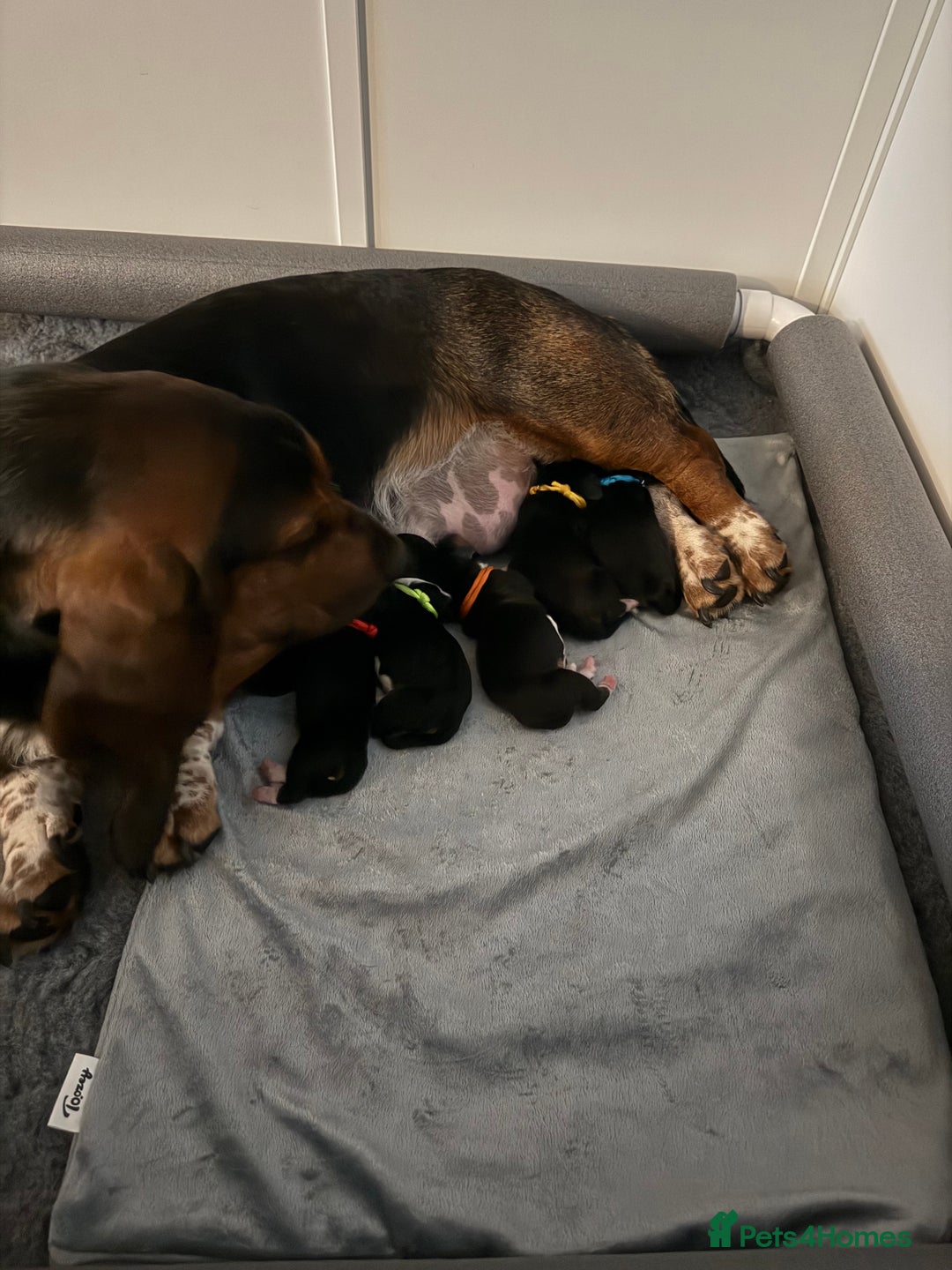 Basset Hound dogs for sale: Beautiful Basset Hound Puppies - Image 2