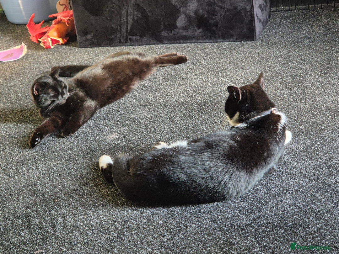 Domestic Shorthair cats for sale: Male neutered cat  - Image 4