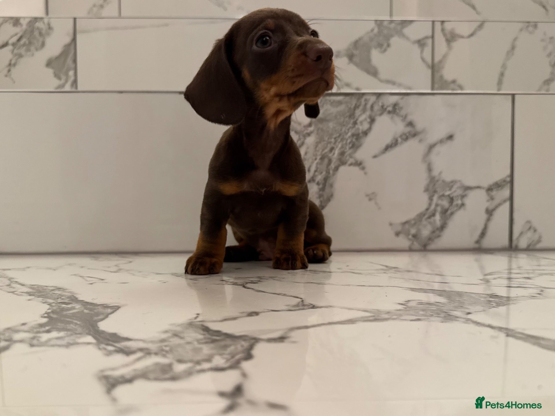 Miniature Dachshund dogs 1 boy & 1 girl left. KC miniature dachshunds - Advert 1