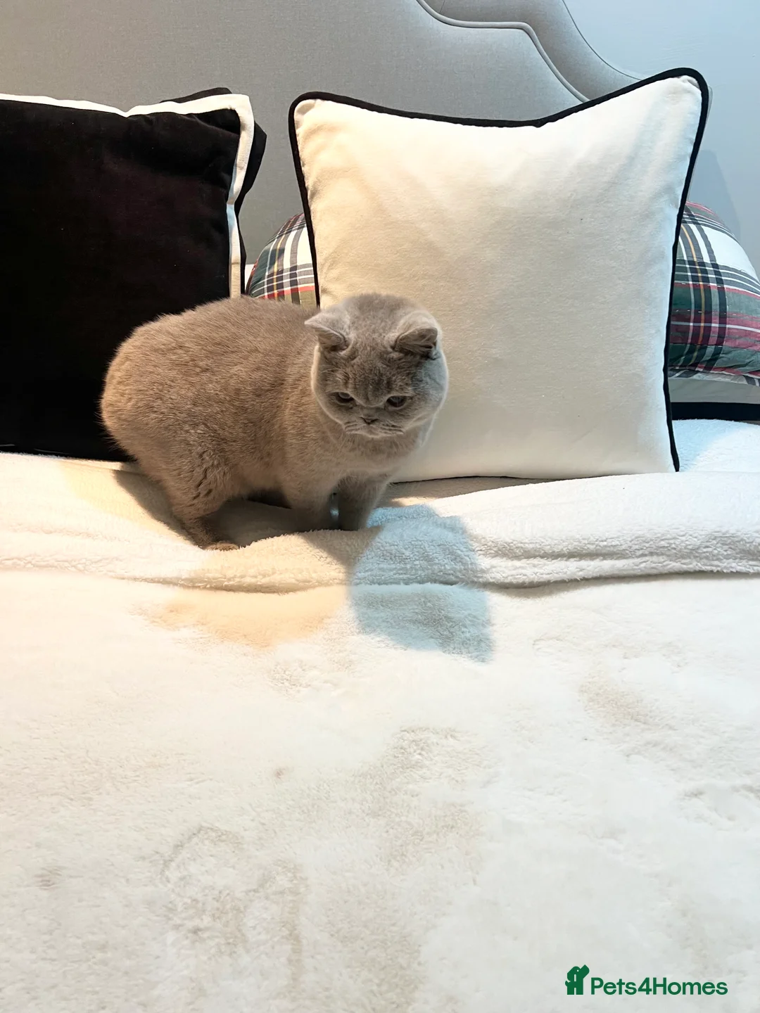 British Shorthair cats for sale: Pure Pedigree Lilac British Shorthair Boy - Advert 2