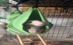 Rat rodents for sale: 3 male rats - Image 1