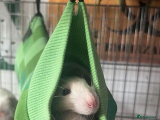Rat rodents - Advert 4