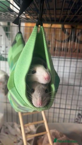 Rat rodents - Advert 1
