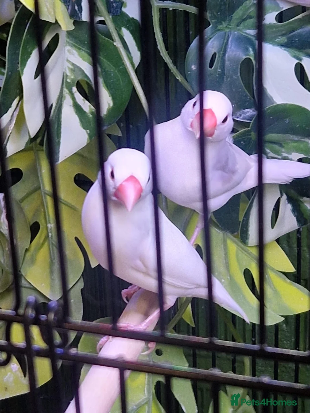 Finches birds for sale: Java finchs - Advert 2