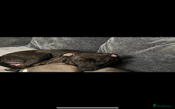 Staffordshire Bull Terrier dogs for sale: Beautiful male staff - Advert 3