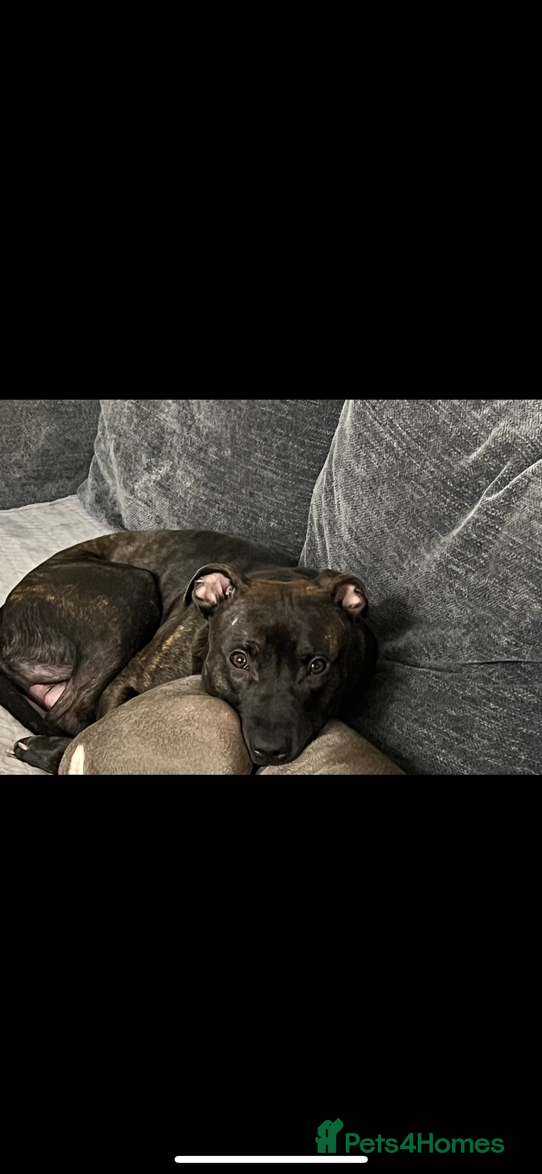 Staffordshire Bull Terrier dogs for sale: Beautiful male staff - Advert 3