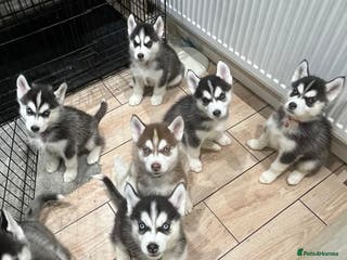 Siberian Husky dogs Gorgeous Pure Siberian Puppies - Advert 6
