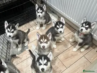 Siberian Husky dogs Gorgeous Pure Siberian Puppies - Advert 16