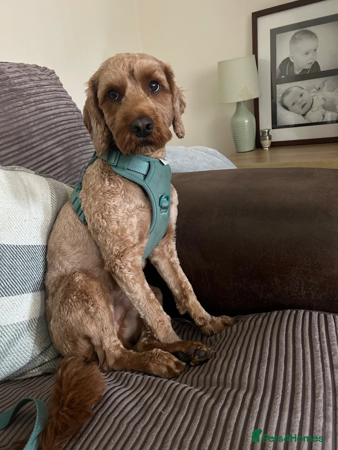Cockapoo dogs for sale: Male Cockerpoo  - Advert 2