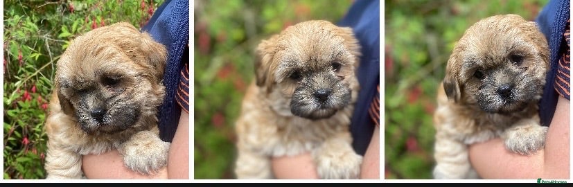 Mixed Breed dogs 🌟 RED MALSHI-POO GIRL -READY NOW 🌟 - Advert 2