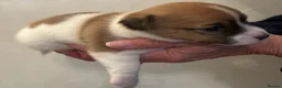 Jack Russell dogs for sale: Jack Russell Puppies - Advert 12