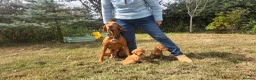 Hungarian Vizsla dogs for sale: Dual Purpose Hungarian Vizsla Bitch Puppies - Advert 7