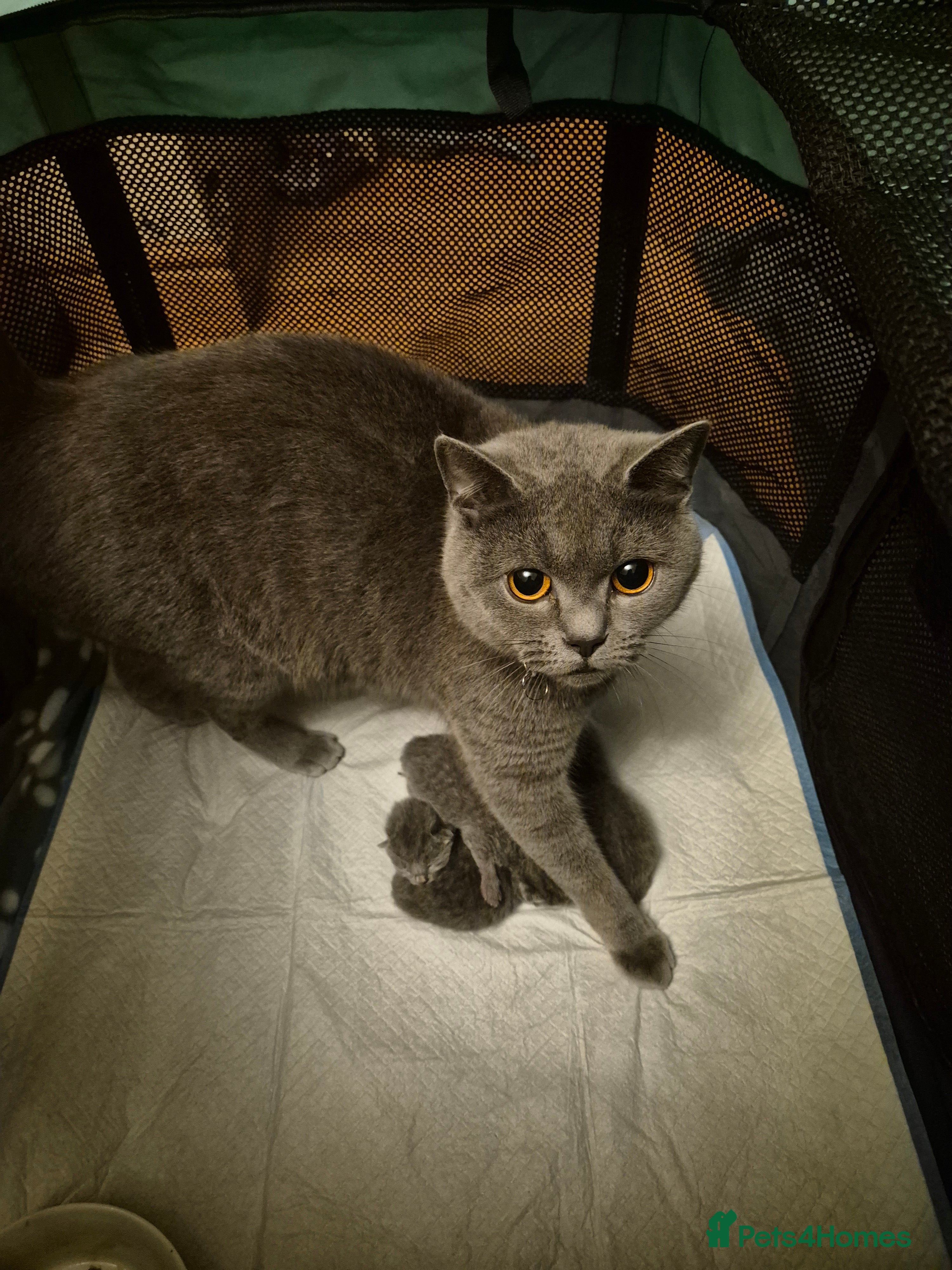 British Shorthair cats 4 British Shorthair Kittens  - Advert 5