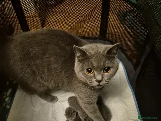 British Shorthair cats 4 British Shorthair Kittens - Advert 5