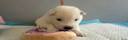 Samoyed dogs for sale: 5 stunning Samoyed in Warrington - Advert 21