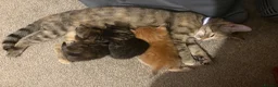 Mixed Breed cats for sale: Mixed breed black stripped female kitten - Advert 1