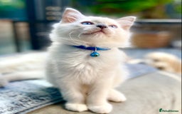 Ragdoll cats for sale: Outstanding TICA reg Kittens – Champion Bloodlines - Image 12