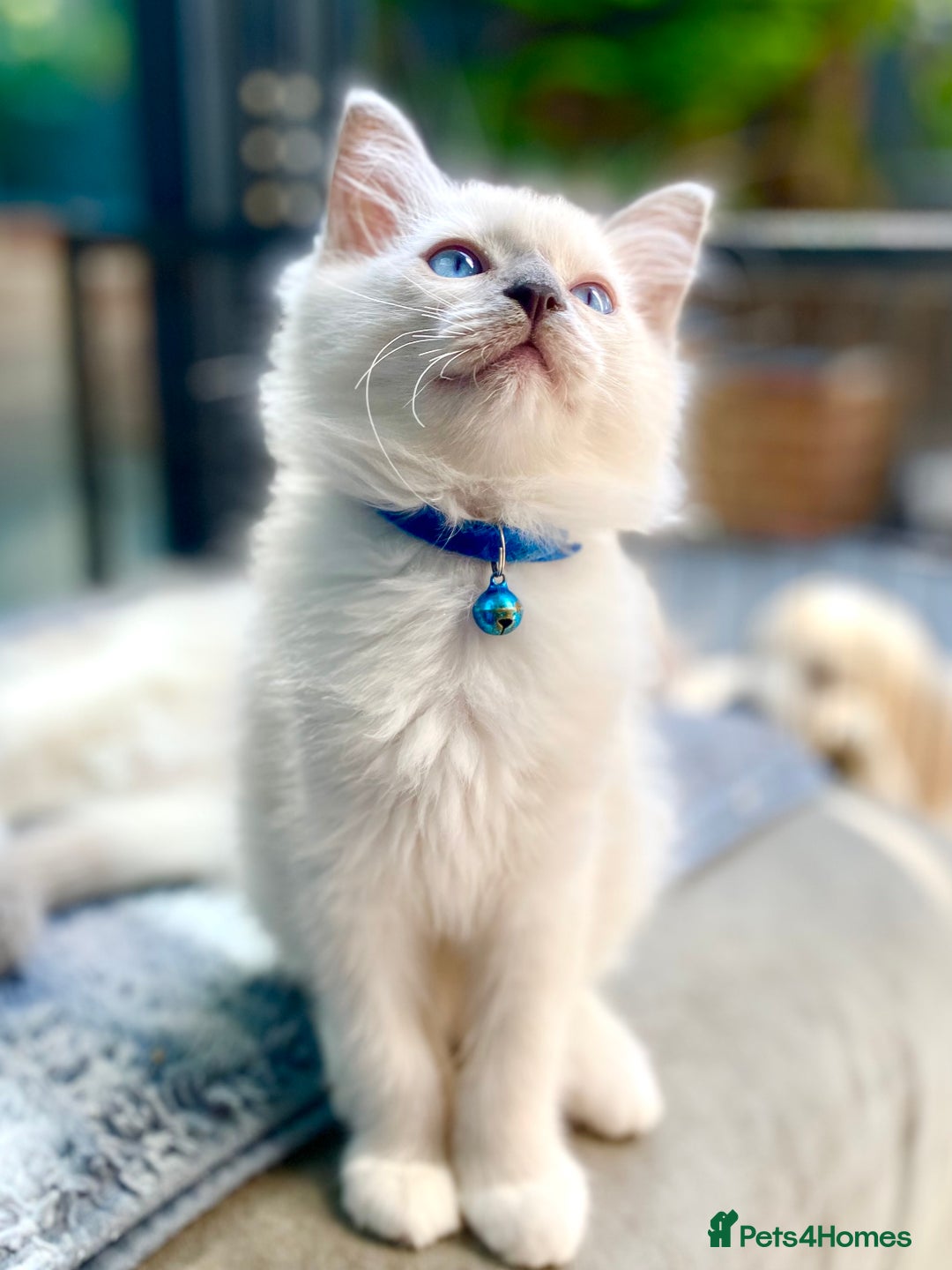 Ragdoll cats for sale: Outstanding TICA reg Kittens – Champion Bloodlines - Image 12