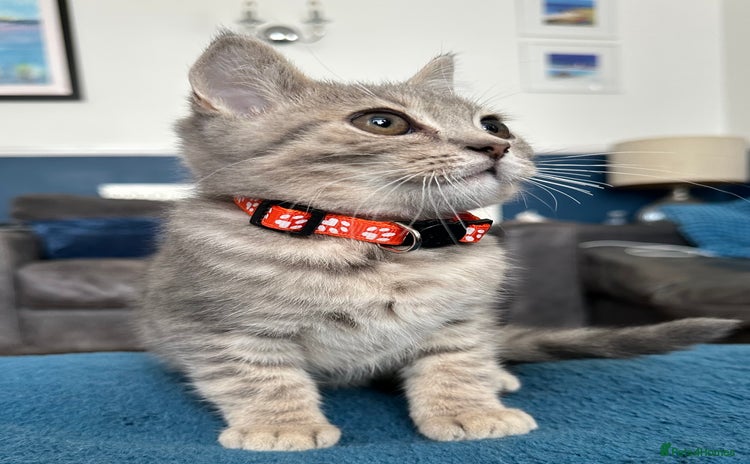 British Shorthair cats - Advert 1