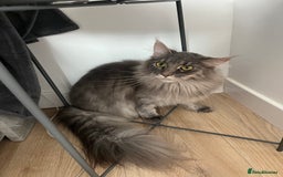 Maine Coon cats for sale: Maine coon  - Image 13