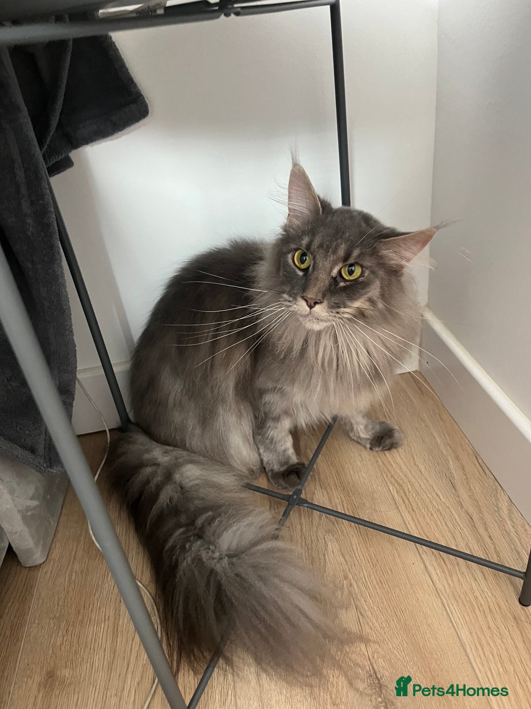Maine Coon cats for sale: Maine coon  - Image 13