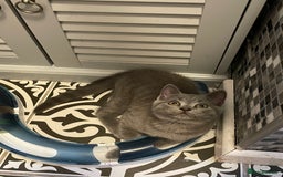 Russian Blue cats for sale: Russian Blue x BSH - Image 17