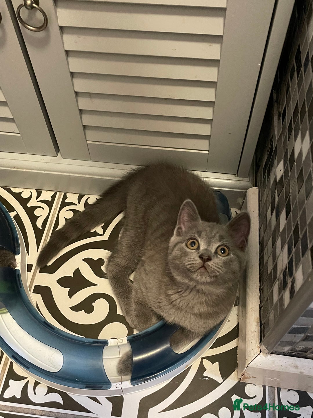 Russian Blue cats for sale: Russian Blue x BSH - Image 17