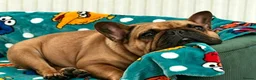 French Bulldog dogs for sale: French bulldog - Advert 2