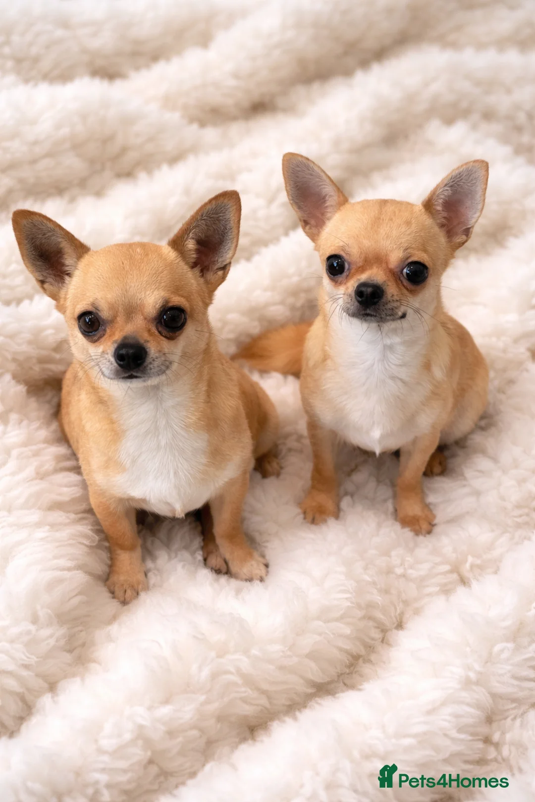 Chihuahua dogs for sale: Beautiful KC Chihuahua Pup - Top Show Lines - Advert 7