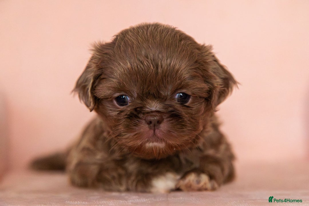 Shih Tzu dogs for sale: Stunning imperial Shih Tzu pups ready now - Image 9