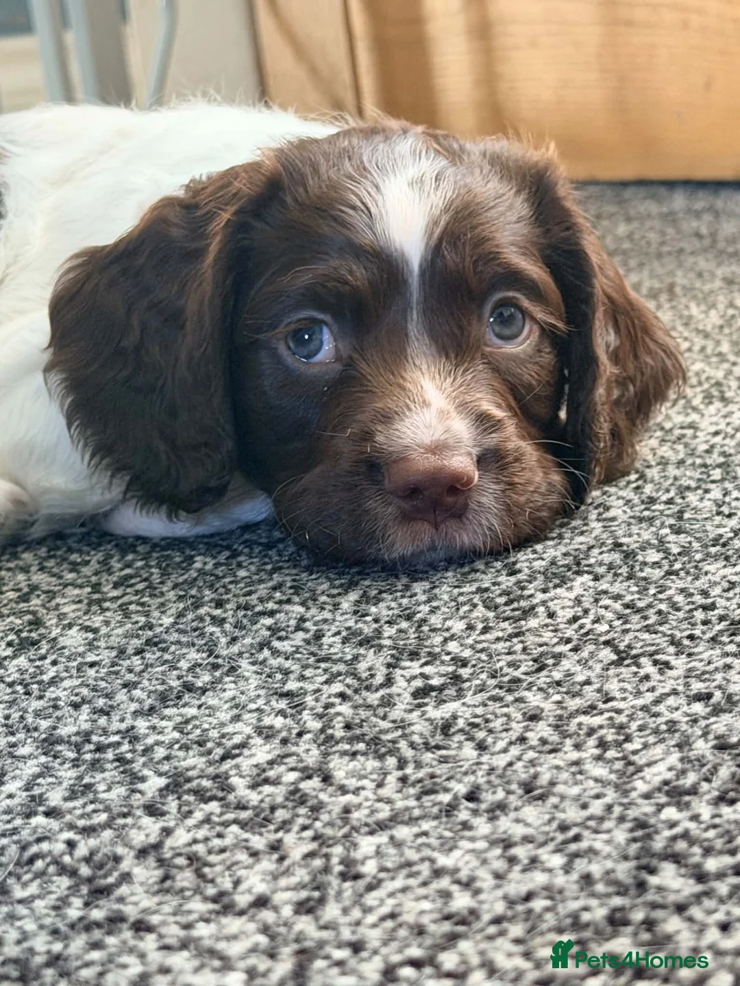 English Springer Spaniel dogs for sale: English springer spaniel boy - Advert 1