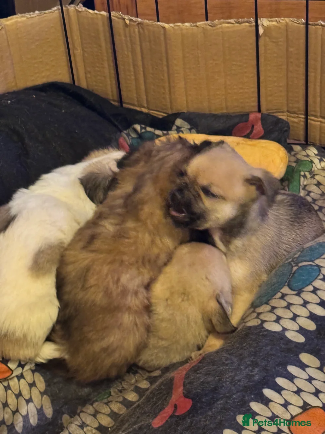 Chihuahua dogs for sale: Chihuahua pups - Advert 15